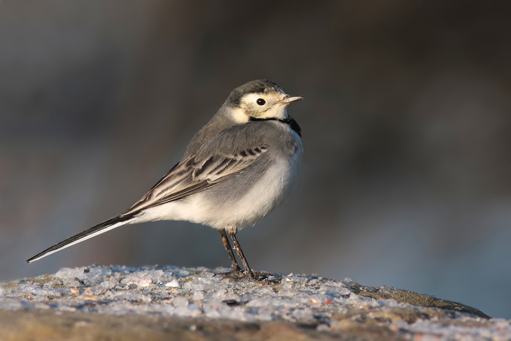 Pied Wagtail